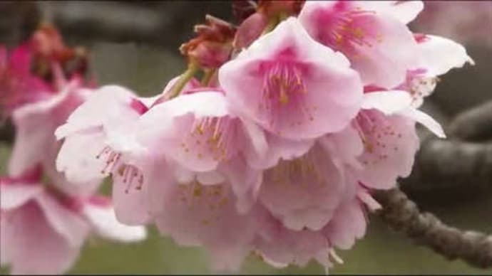 宮崎県都城市の「寒桜」が見頃　2022年1月30日（日）