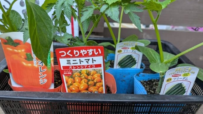 里芋の発芽 21日