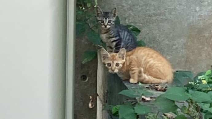 子猫