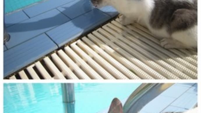 プールで水を飲む猫