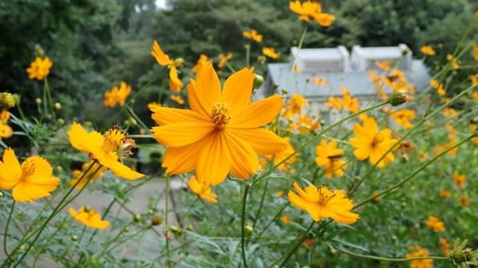 神奈川県立都市公園とキバナコスモス