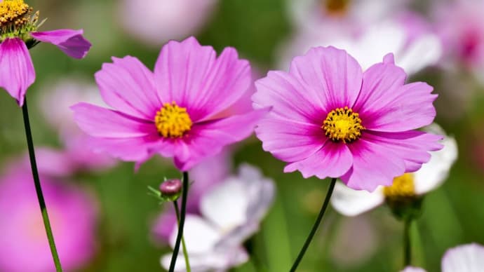 万博公園久しぶりの花の丘へ