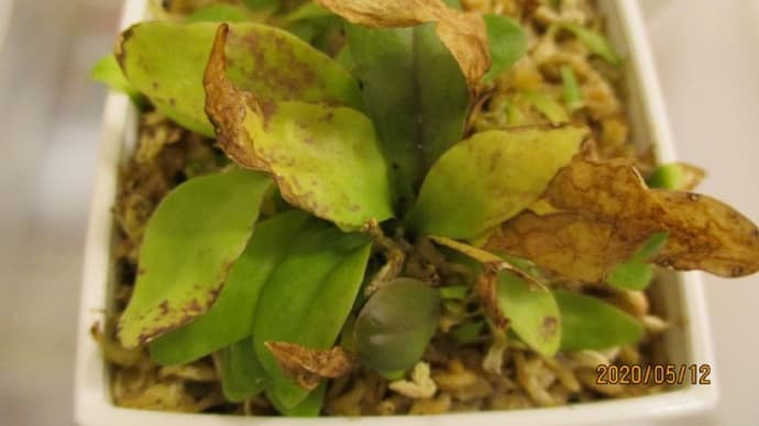 2020春の植替え34☆ロンギフォリア×カリキフィダ
