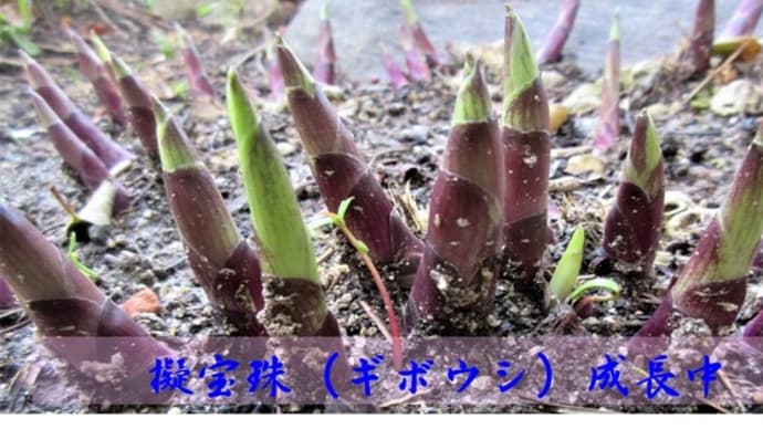 擬宝珠(ギボウシ)@芽が出始めてます(*^^)v