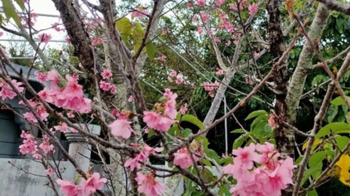 モモイロイペー