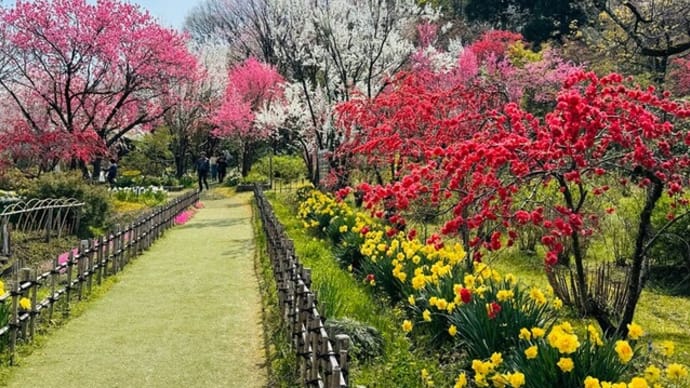 今年も桃源郷へ🍑花の森・天神山ガーデン
