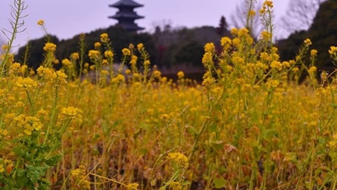 備中国分寺 と 菜の花