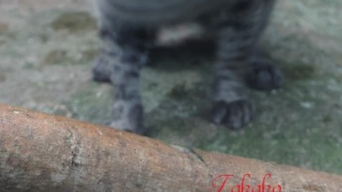 溶ける