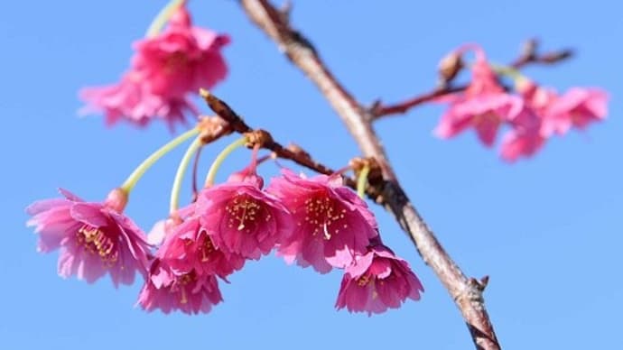 鉢植えの桜「エレガンスみゆき」(3)2月から3月へ、