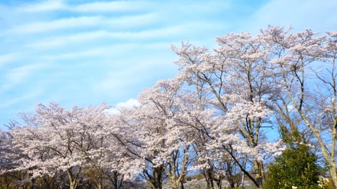 さくら週間・・・最終