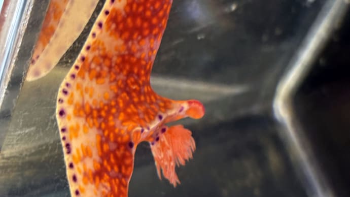 ウミウシ研究所