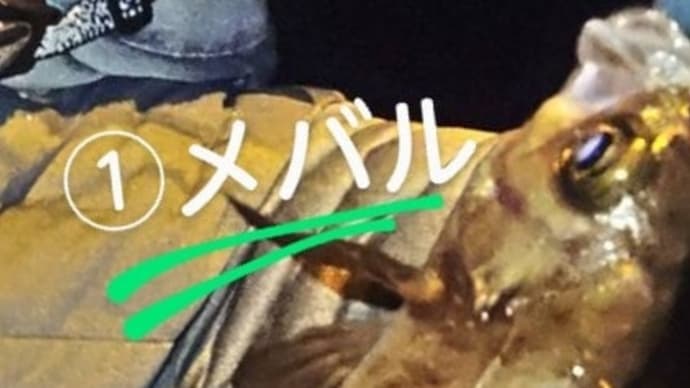 五目釣り達成