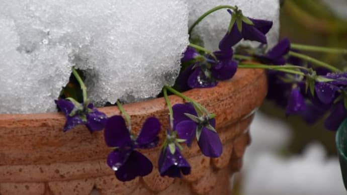 庭で咲く花たち 雪が積もった後のさくら草の花たち 26