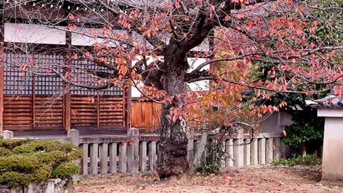 30日、十二坊蓮臺寺、今宮神社、大徳寺への散歩で紅葉だより