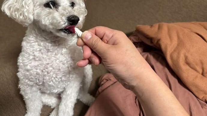 ランちゃんにはみがきガムを上げました k-hashii-japan 2025年1月23日