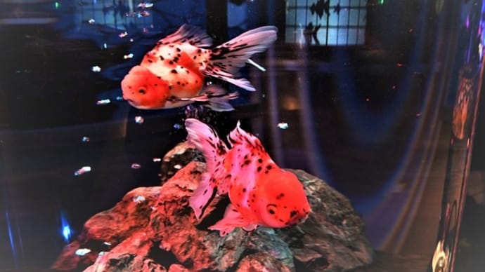 奈良・金魚ミュージアム　②　～水槽の中の小さなヘブン　