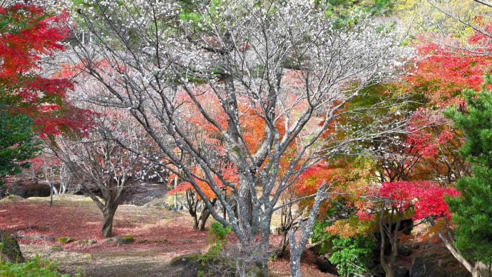 鶴見岳の "冬桜と紅葉"は 紅白織りなす日本画の世界😂 。