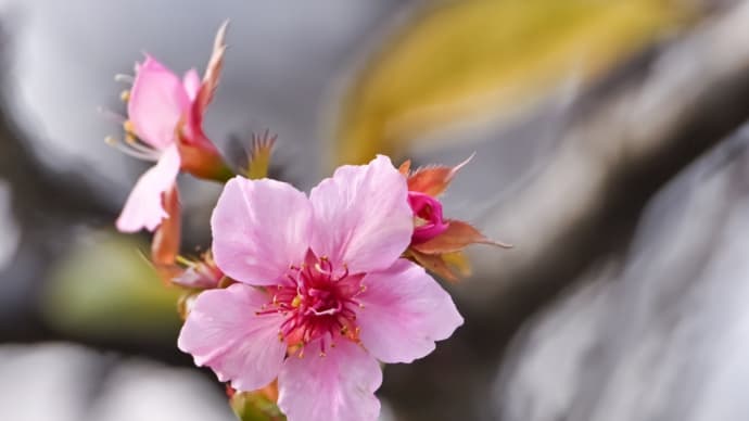 21/Oct  河津桜の返り咲きとカワセミとヤマハギと芙蓉