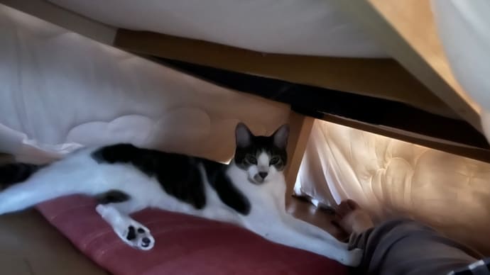 ねこの日 うちのねこマロン🌰