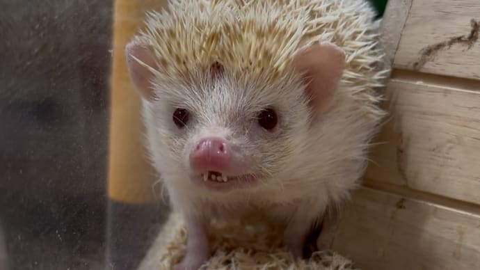 ●ハリネズミ🦔の男の子💙●