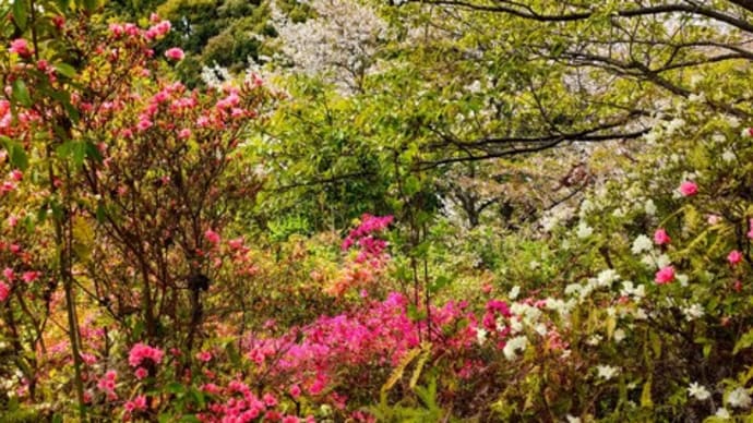 桜と病院通い