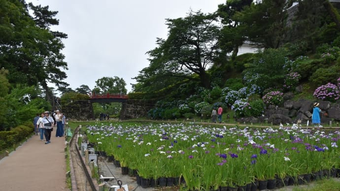 あじさい・しょうぶ狩り 神奈川県小田原市 小田原城あじさい花菖蒲まつり(2)しょうぶ園と常盤木橋