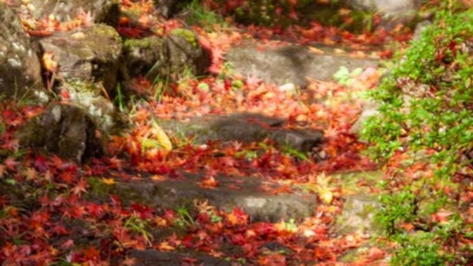 古城公園 紅葉2023 落葉、園路・園内