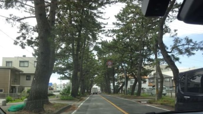 知立市「花しょうぶまつり」