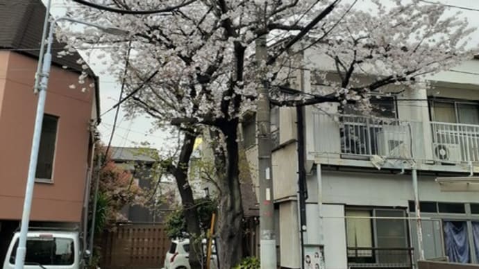 春なのに、季節感が無い池之端の井戸