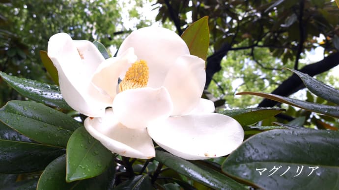 初夏に壮麗に咲く大輪の花・・・タイサンボク