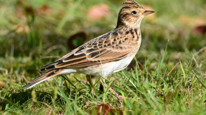 粟島の野鳥たち ヒバリ