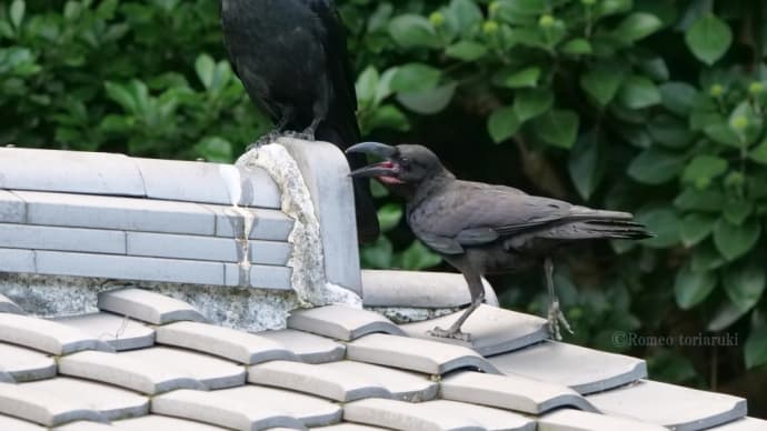 カラスは子煩悩