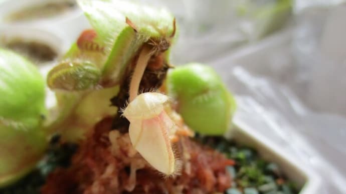 2021☆植替え後のセファロタス