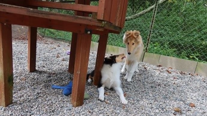 レオくんのお里帰り