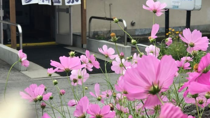 蓼科温泉