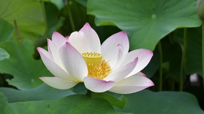 三室戸寺の蓮