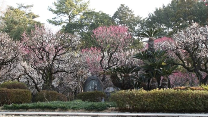 久留米市で梅を見るなら梅林寺