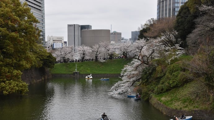 ソメイヨシノ狩り 東京都千代田区 千代田さくら祭り2024:千鳥ヶ淵(1)どんより空と桜です