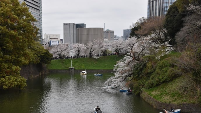 ソメイヨシノ狩り　東京都千代田区　千代田さくら祭り2024：千鳥ヶ淵（1）どんより空と桜です