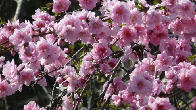 一関市厳美町の八重の枝垂れハナモモ（花桃）2020年4月29日（水）