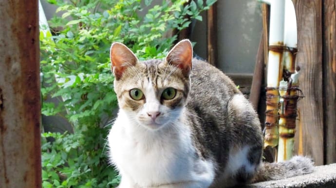 初めまして？