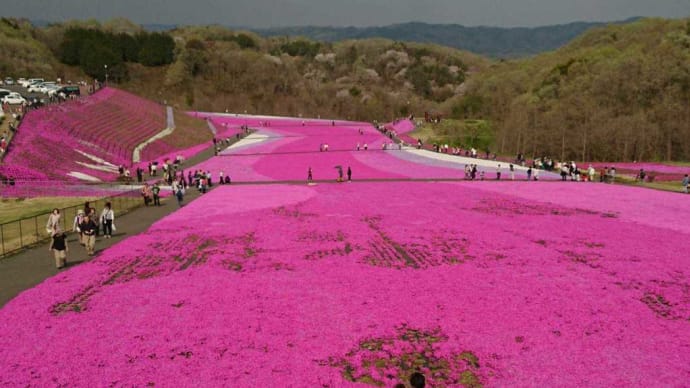 栃木県市貝町の芝桜公園はみごと～