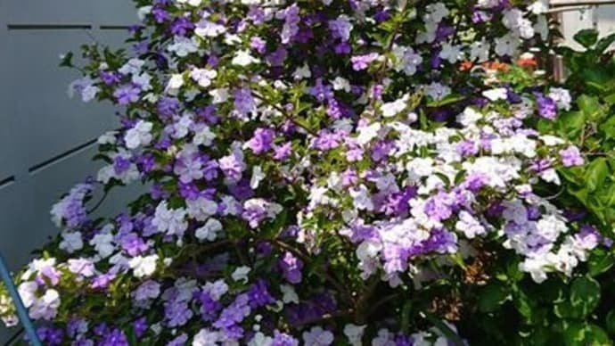 庭の花、バンマツリ満開。