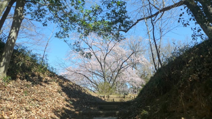 彩の国嵐山・・・菅谷館跡・・・大寒桜と馬酔木と・・・スプリングエフェメラル・・・春の蝶たち
