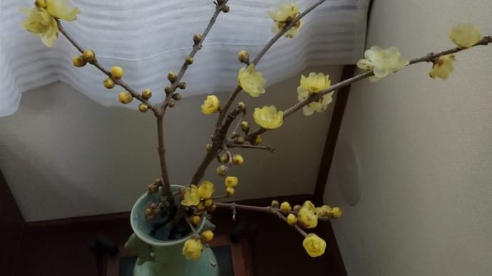 蝋梅が咲く