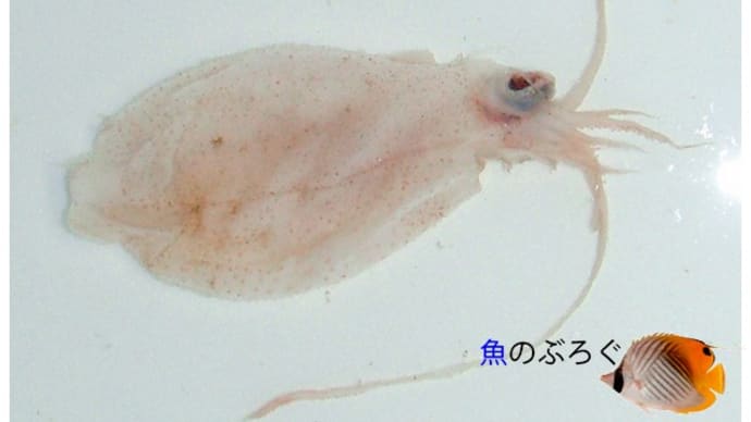 イカの仲間