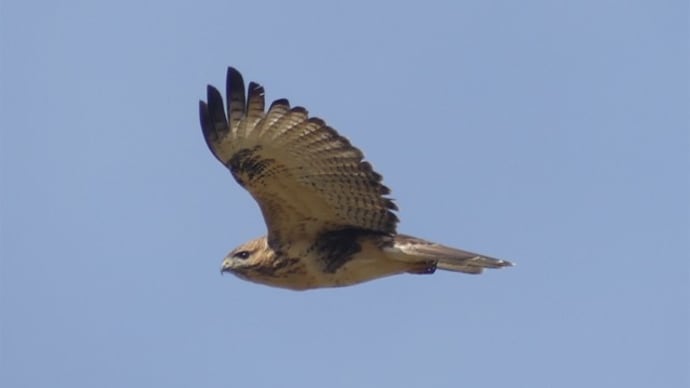 印象深かった野鳥たち 2023