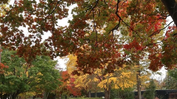 期日前投票＆雨上がりの紅葉（帯広 とてっぽ通、売買川、公園東通など）