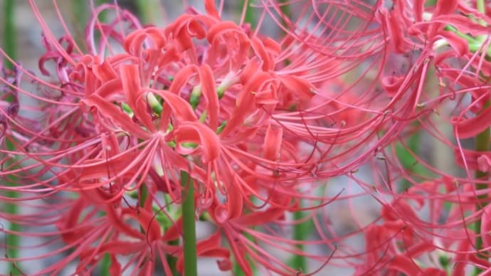 コスモスの花(国営昭和記念公園)