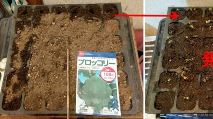 ブロッコリーの種を蒔きました